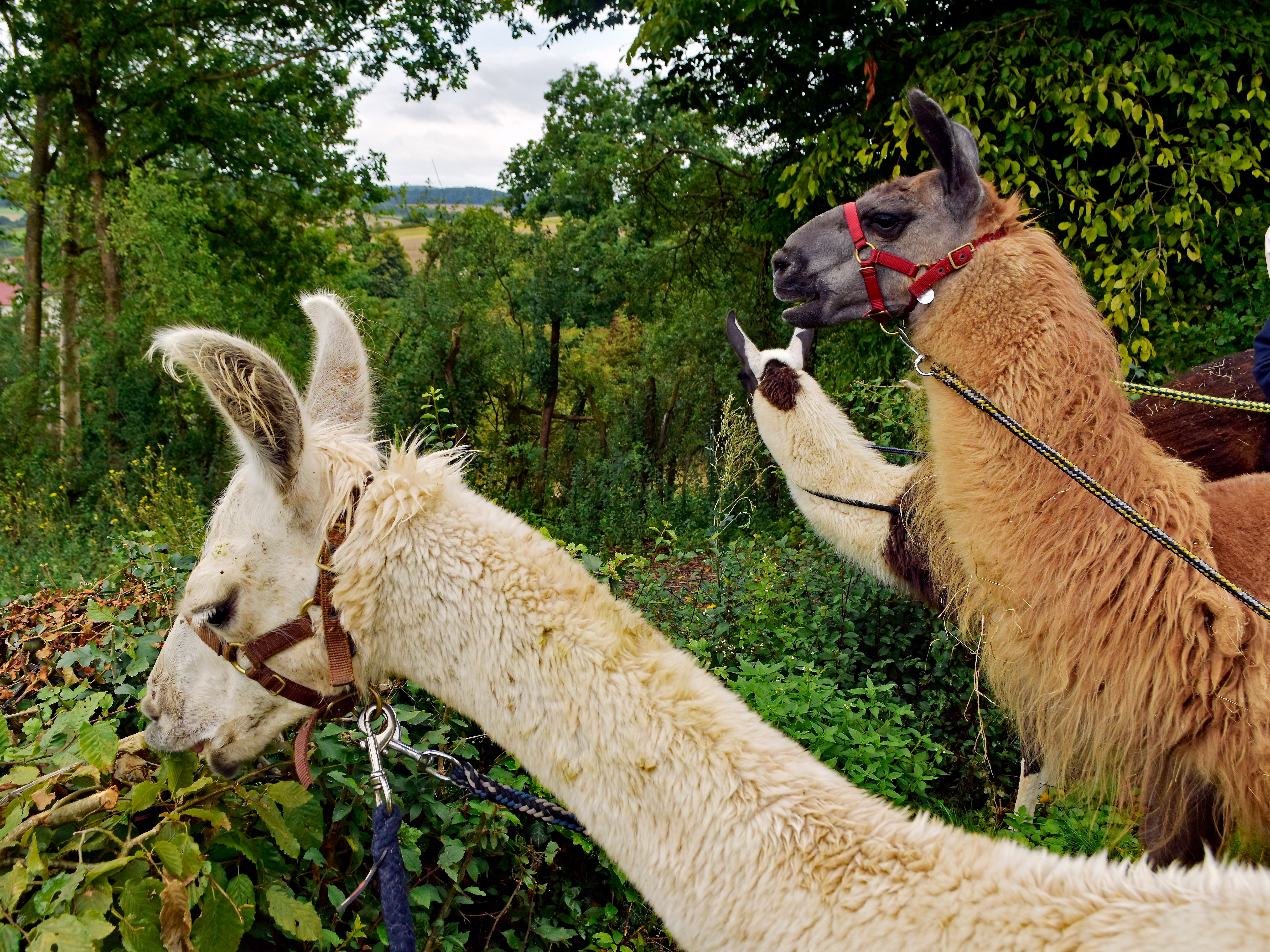 Lamawanderungen in Döbrastöcken Impression